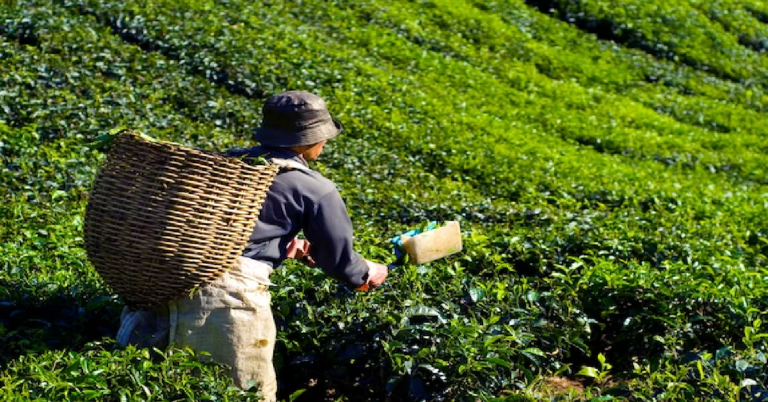 Tea Export Potential amp amp Future Trends in Tea Export from India